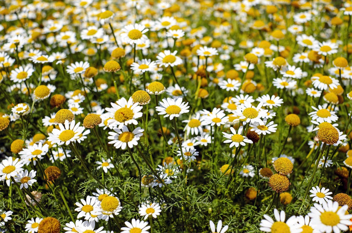 Gratis Fotografi Fokus Dangkal Bunga Kuning Dan Putih Selama Siang Hari Foto Stok