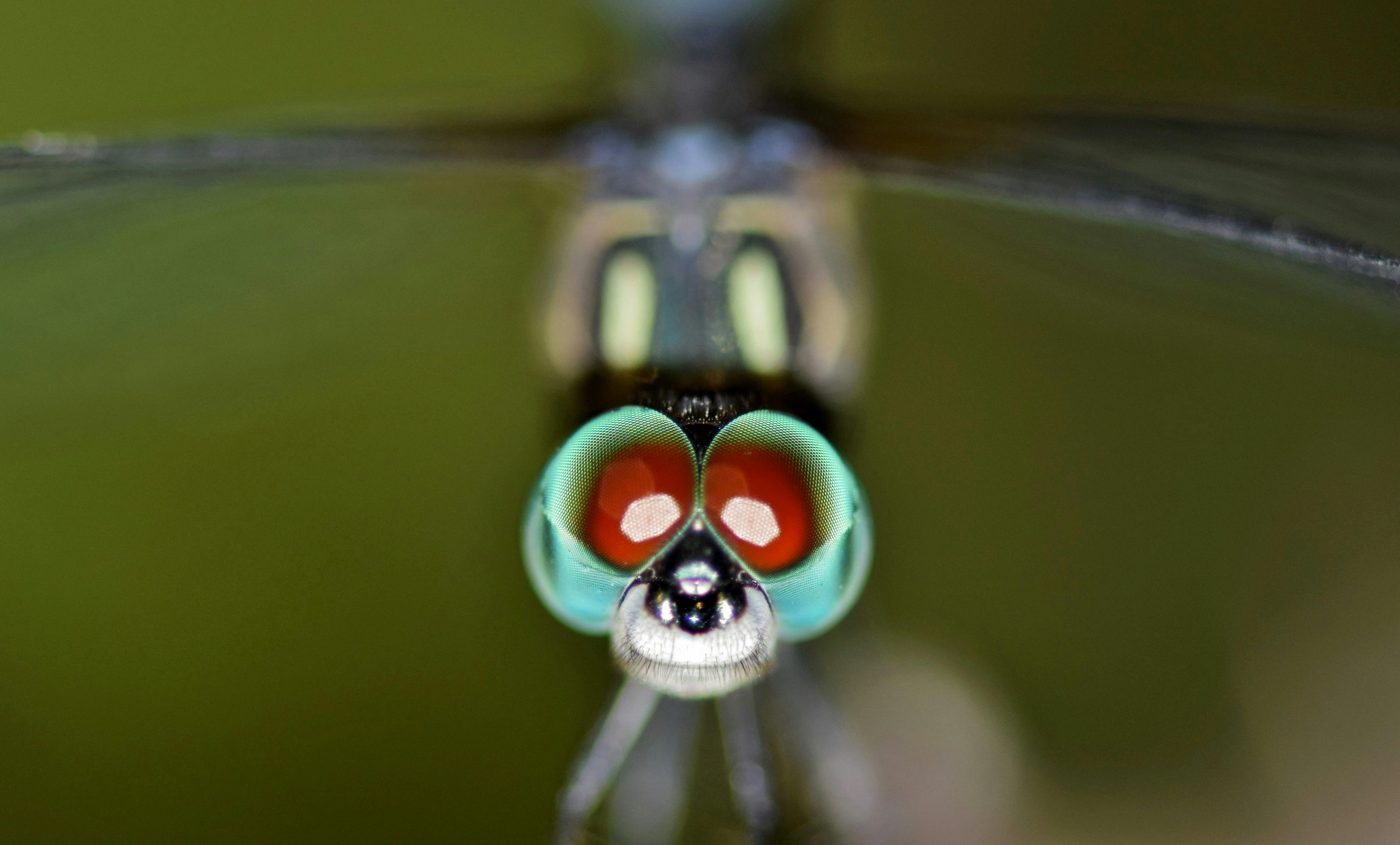 Macro Photography Of Dragonfly · Free Stock Photo