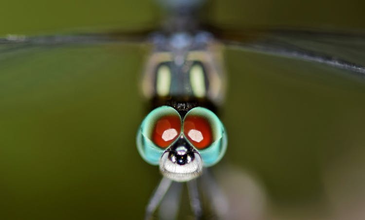 Macro Photography Of Dragonfly