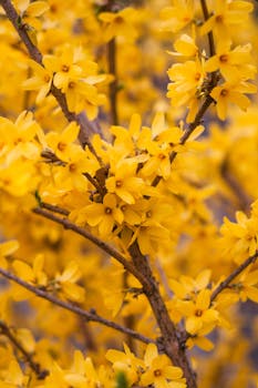 Forsythia image