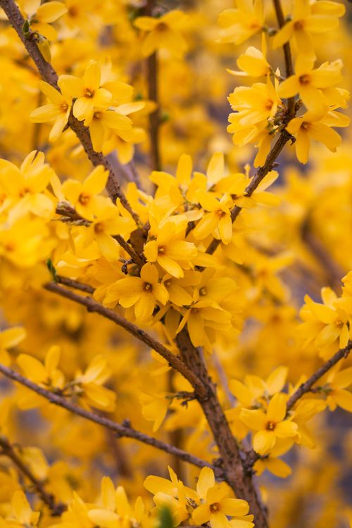 Macro Photography Of Yellow Flowering Tree Free Stock Photo Macro photography of yellow flowering tree free stock photo