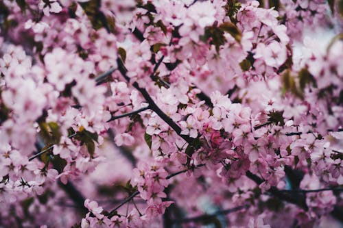 Photo of Pink Cherry Blossoms