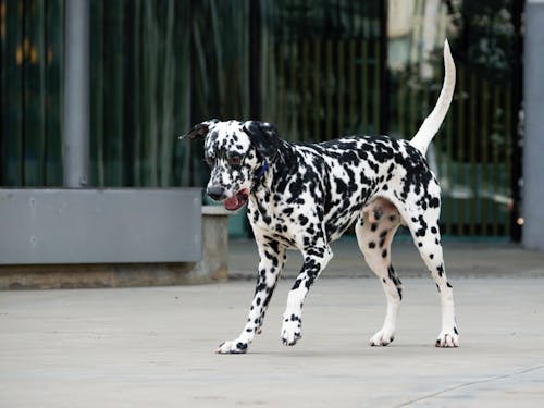 Young Dalmatian Standing on the Pavement