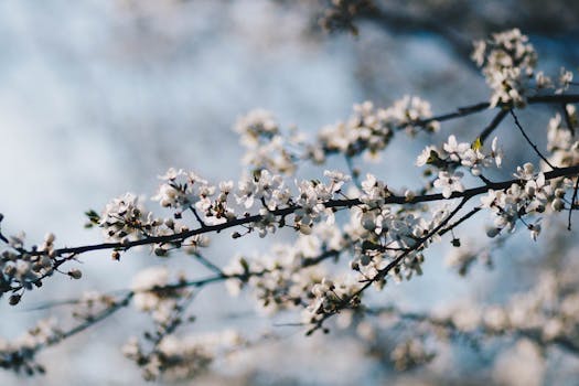 以柔和的焦点捕捉到春天盛开的精致樱桃枝