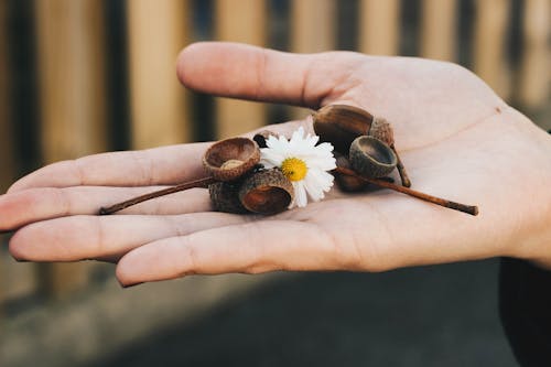 Person Holding White Daisy Flower and Brown Accessories