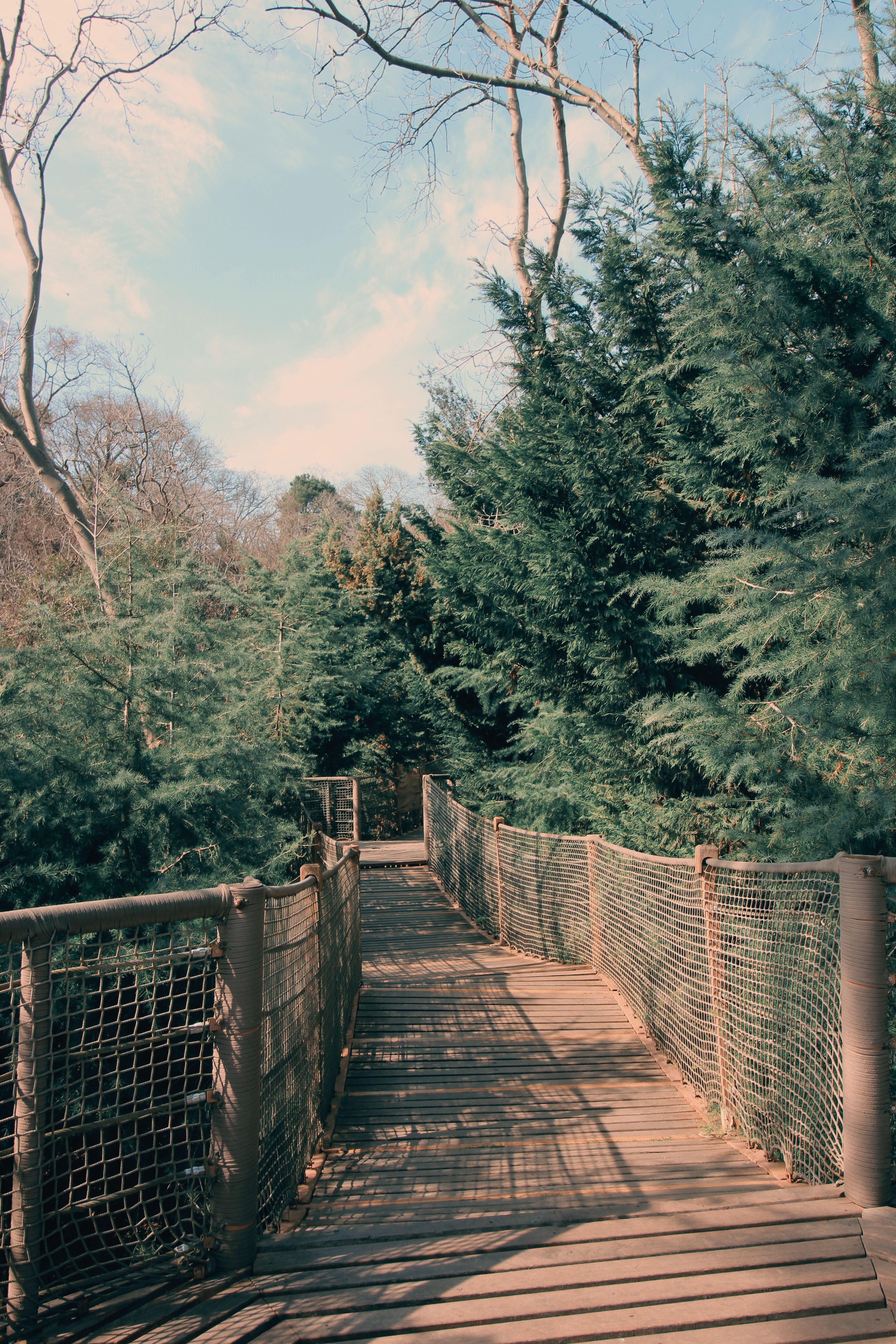 Trees around Wooden Footpath among Trees · Free Stock Photo