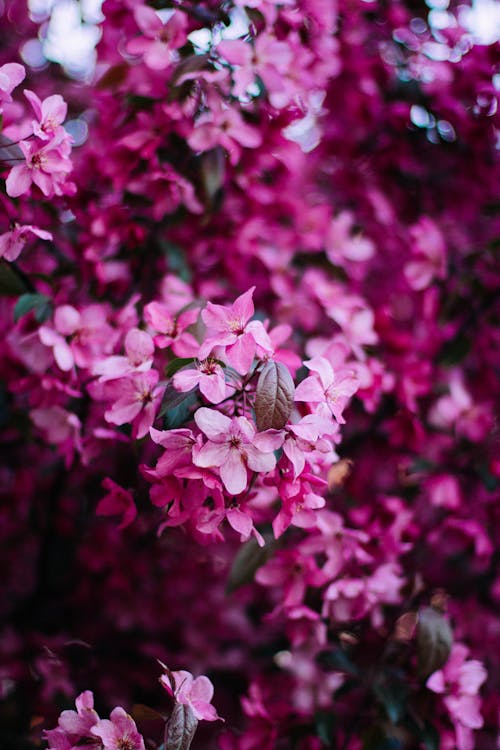 Free Selective Photo Pink Flowers Stock Photo