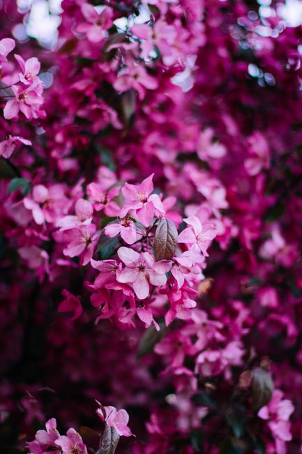 A stunning close-up of vibrant pink blossoms in full bloom capturing nature's beauty.