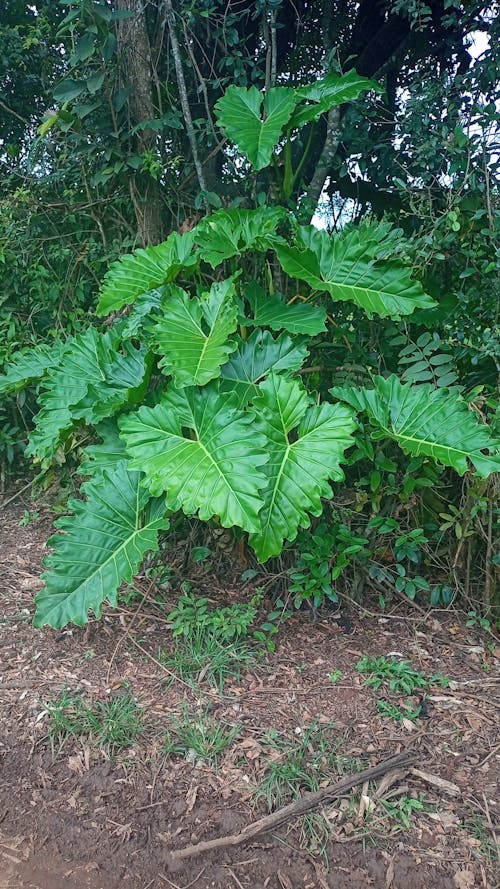 Gratis stockfoto met flawers, foto van de zwakkere natuur, foute weg