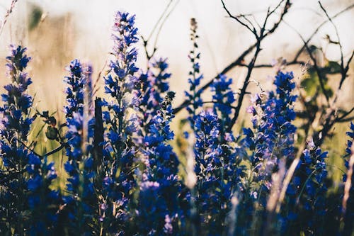 Gratis lagerfoto af blå blomster, blomst tapet, blomster Lagerfoto
