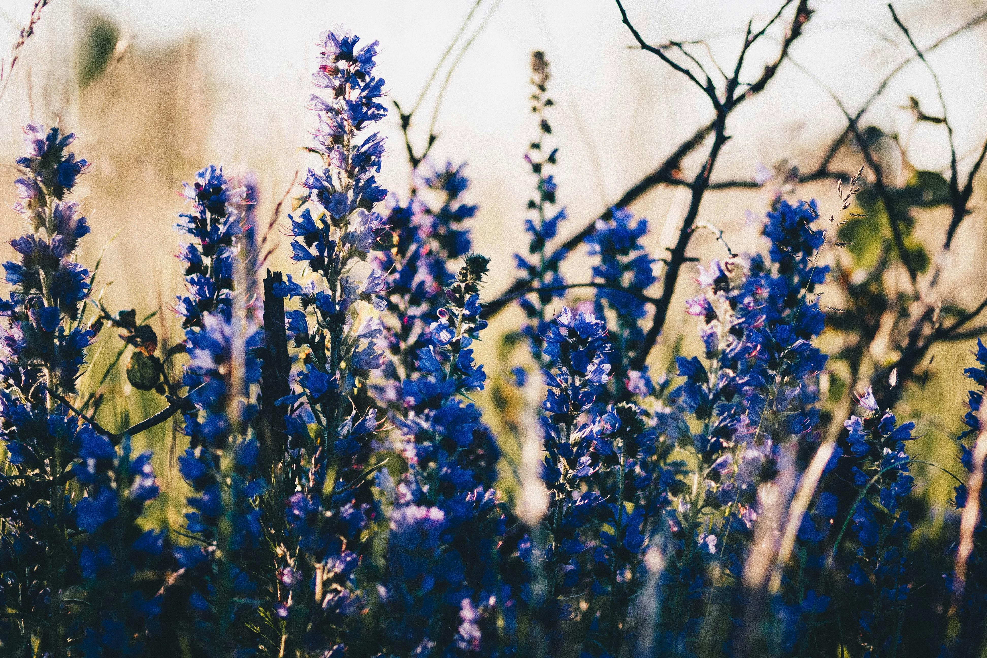 field blue flowers wallpaper