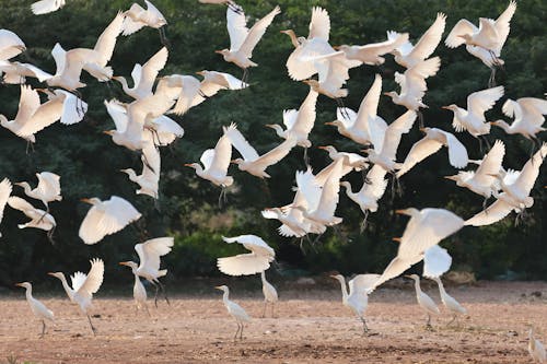 Flock of White Herons in Flight