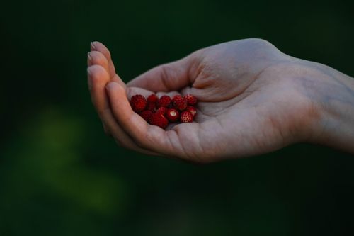 Free A close-up of a hand holding fresh wild strawberries showcasing vibrant red colors against a dark background. Stock Photo