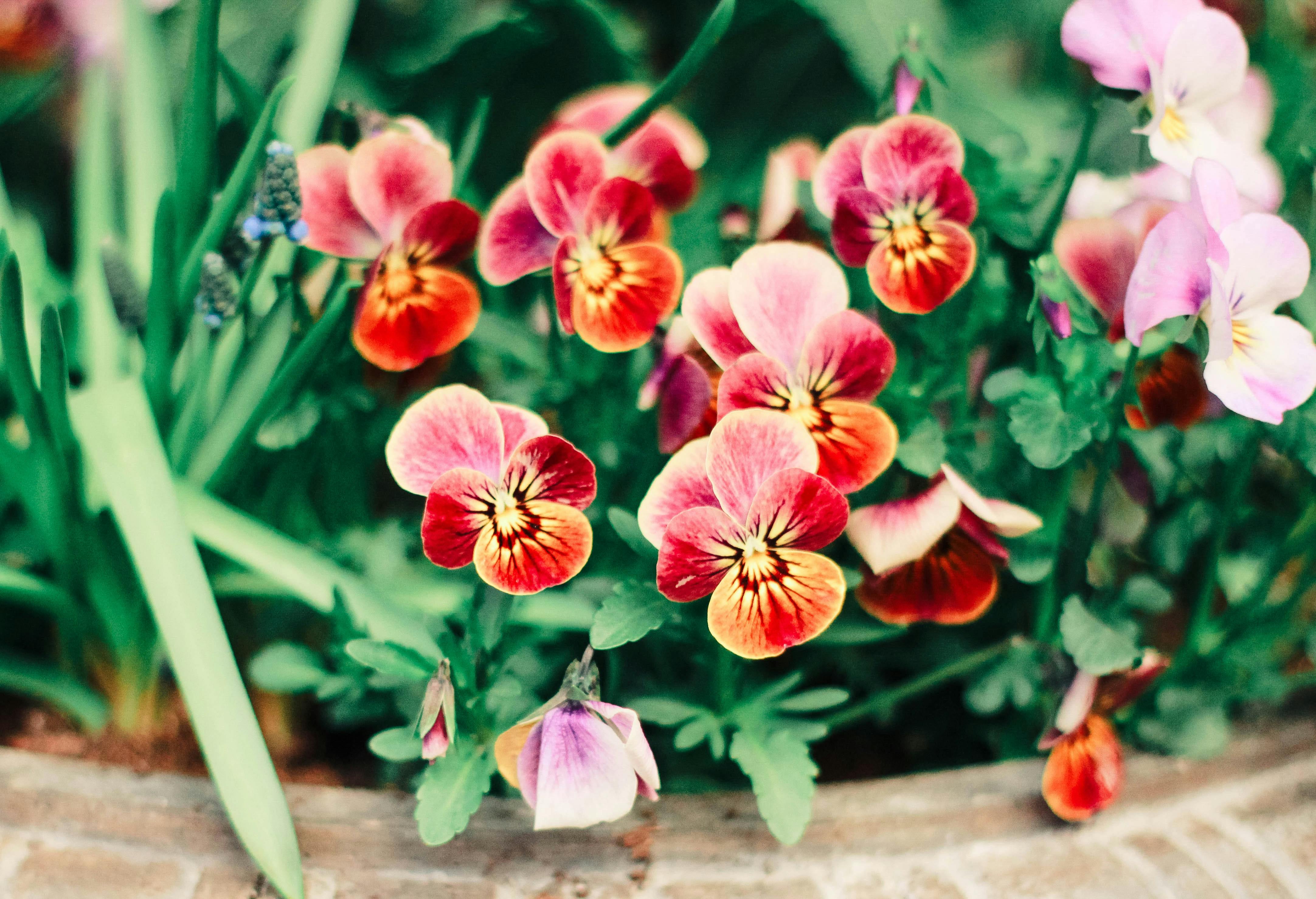 Red and Pink Flowers · Free Stock Photo