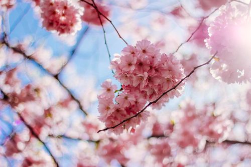 Free Elegant pink cherry blossoms in full bloom, capturing the essence of spring in vivid light. Stock Photo