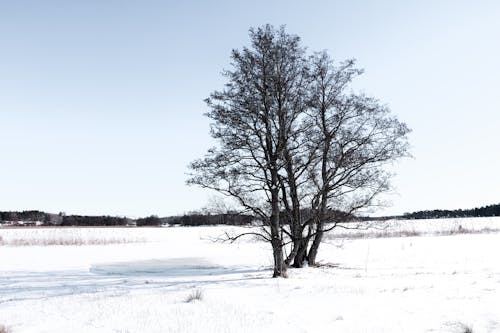 Безкоштовне стокове фото на тему «блакитне небо, дерева, застуда»