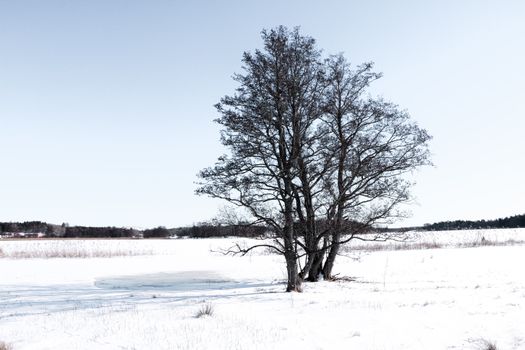 Serene winter scene of a tree in snowy Upplands Väsby, capturing nature's tranquility.