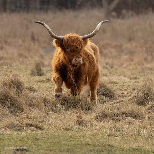 3,000+개의 최고의 Y야동 Bj353 Cow 중국야동 동양야동 부달ꋝ인달ꐃ부달 사진 · 100% 무료 다운로드 · Pexels 스톡 사진 3,000+개의 최고의 Y야동 Bj353 Cow 중국야동 동양야동 부달ꋝ인달ꐃ부달 사진 · 100% 무료 다운로드 · Pexels 스톡 사진