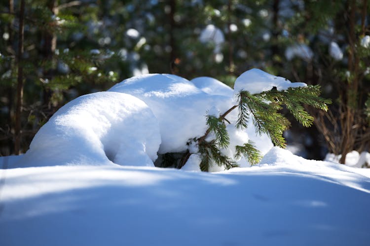 Evergreen Branches In Snow