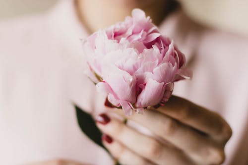 拿着粉红色的花的人的特写照片