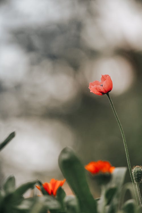 Close-up of a Poppy on a Field 