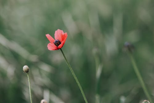 Základová fotografie zdarma na téma červená kytka, květní tyčinka, kvetoucí