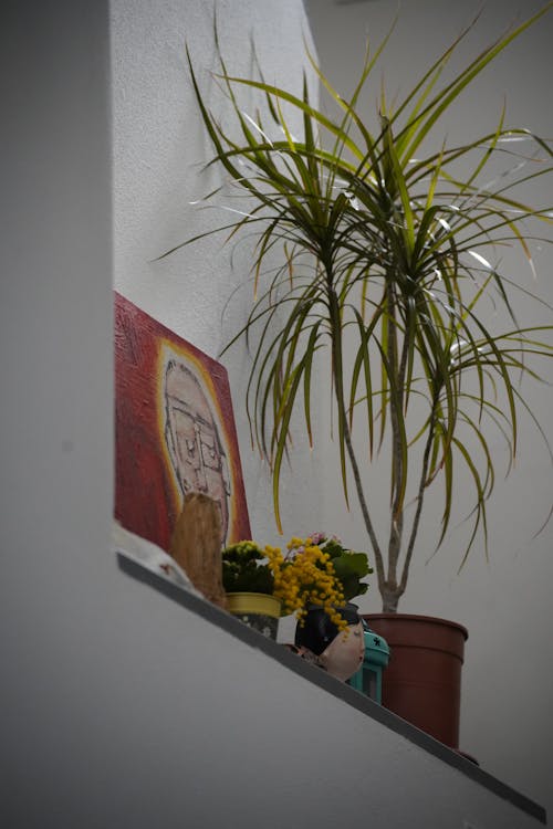 A Houseplant in a Pot and a Painting on a Shelf