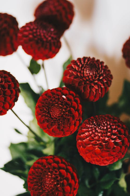 Free Bunch of Red Petaled Flowers Stock Photo