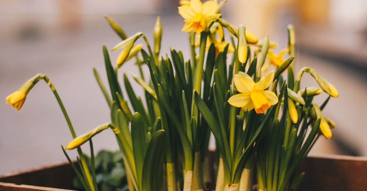 Daffodils in Box · Free Stock Photo
