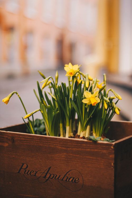 Free Vibrant yellow daffodils blooming in a wooden box create a cheerful spring vibe. Stock Photo