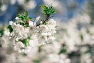 春天花园里盛开的苹果花在蓝天下的美丽特写