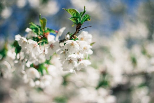 春天花园里盛开的苹果花在蓝天下的美丽特写