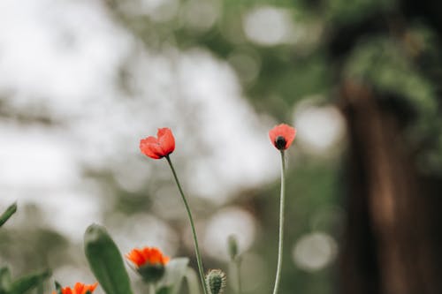 Close-up of Poppies on a Field 