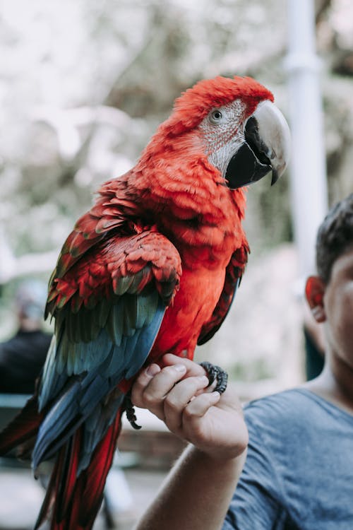Macaw Perched on a Hand