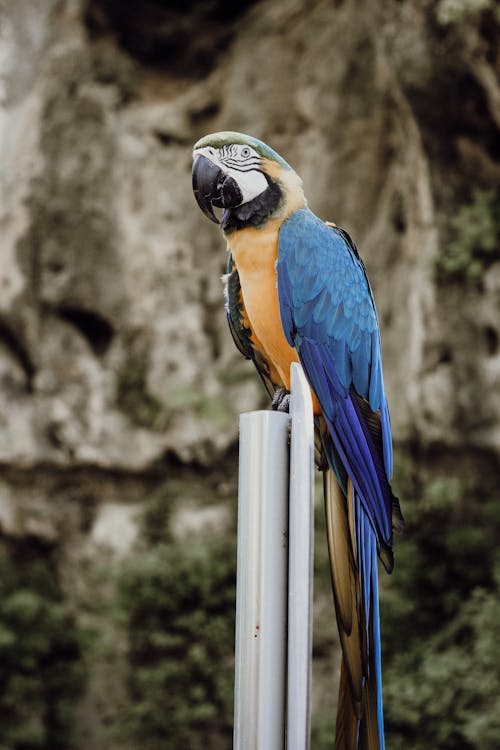 Macaw Perched on a Pole