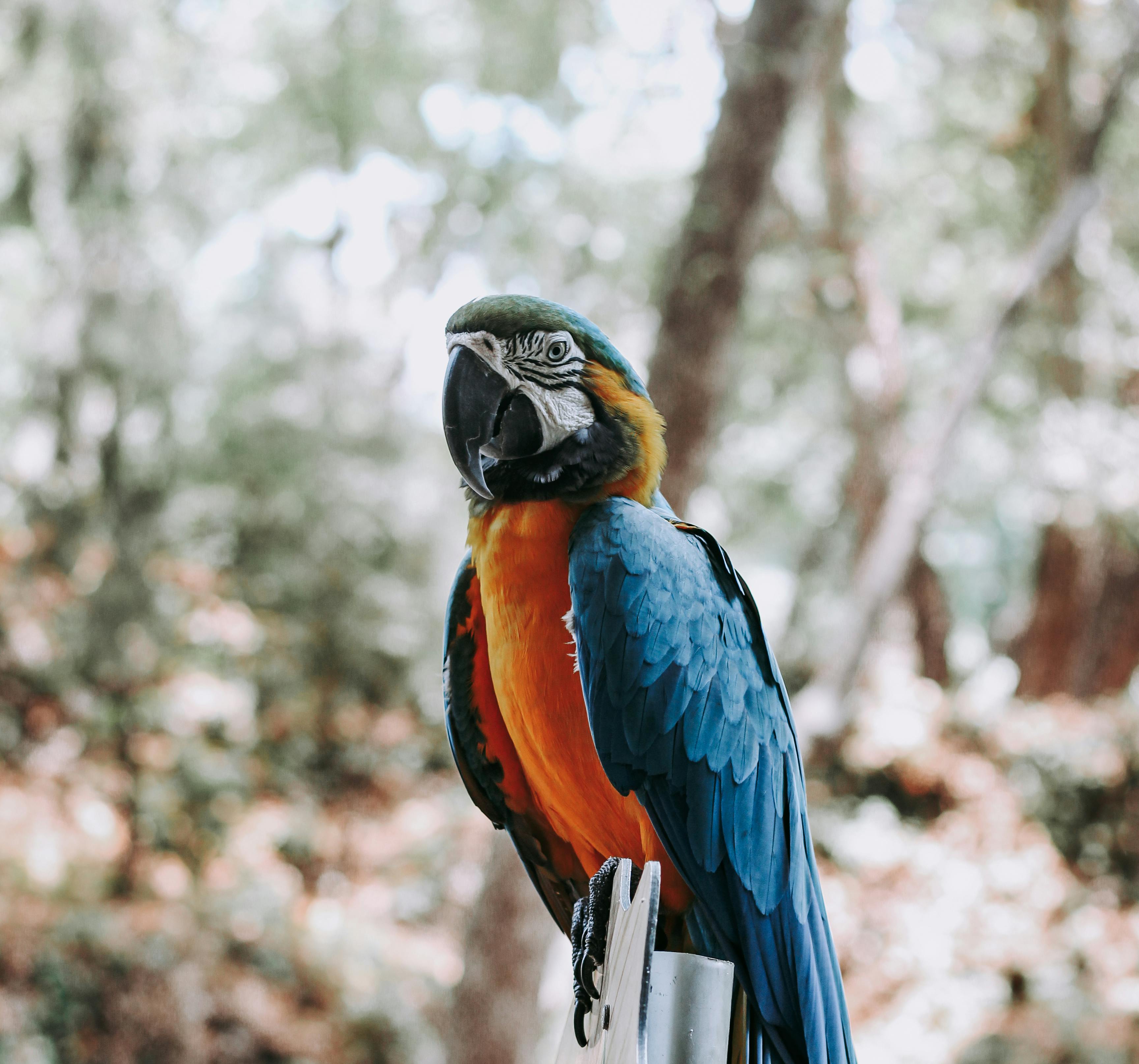A vibrant blue-and-yellow macaw perched outdoors against a blurred natural background.