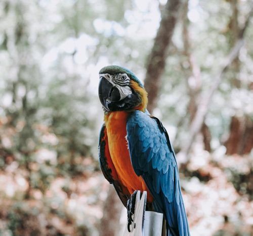 Free A vibrant blue-and-yellow macaw perched outdoors against a blurred natural background. Stock Photo