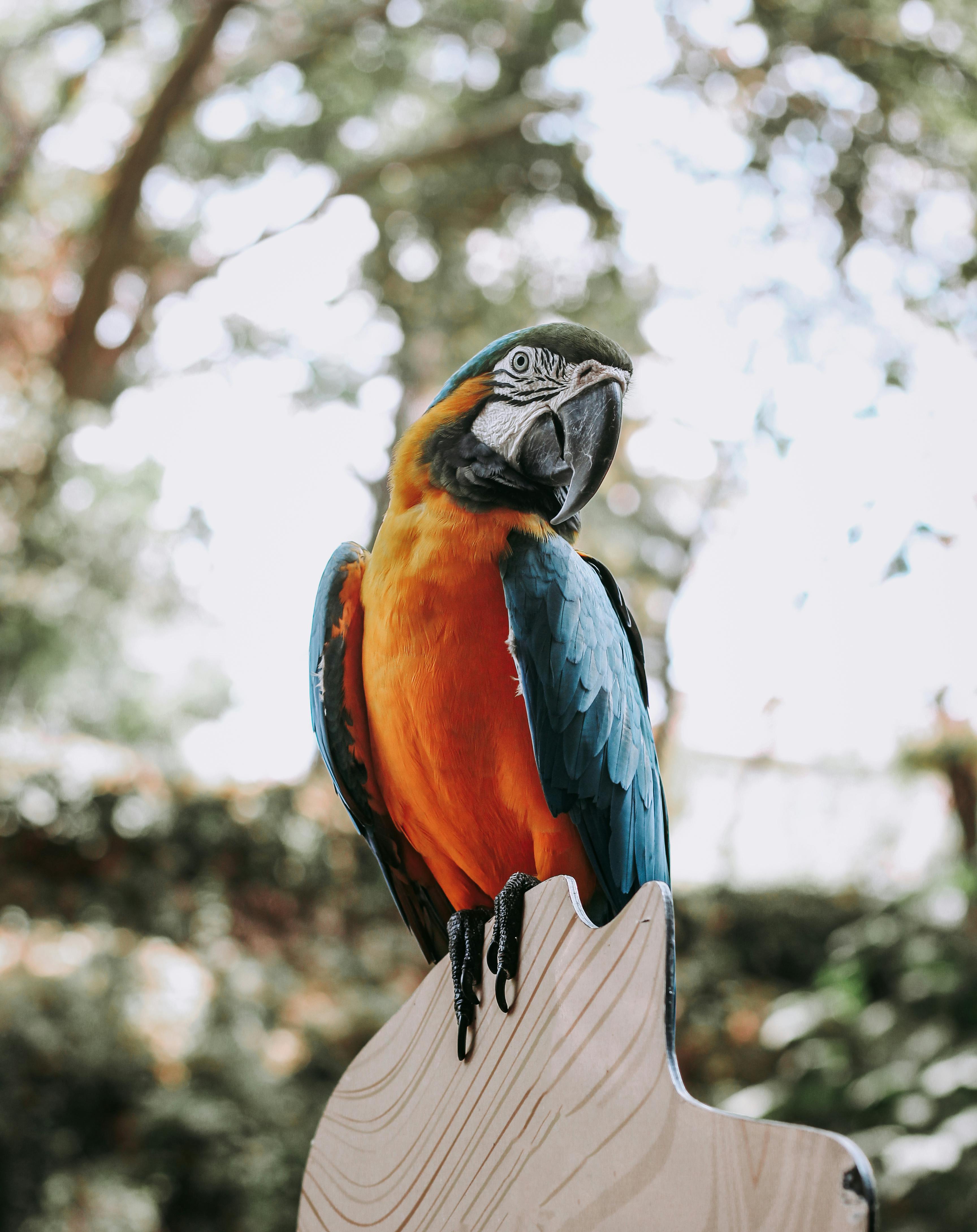 A vivid Blue-and-Gold Macaw perched on a branch against a blurred outdoor background.