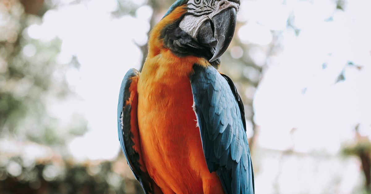 Rüyada Konuşan Kuş Görmek - Rüya Tabiri ve Anlamı - A vivid Blue-and-Gold Macaw perched on a branch against a blurred outdoor background.