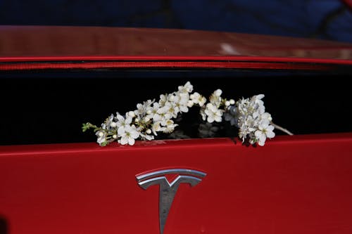 Cherry Blossom Twigs in a Car Trunk 