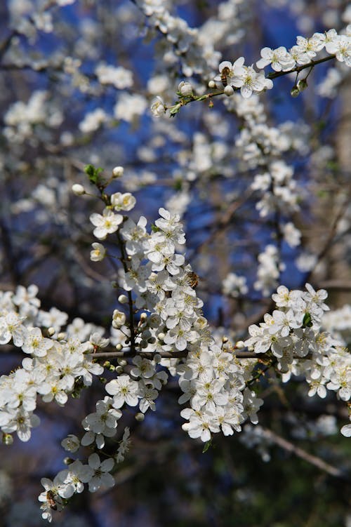 Spring Blossoming Tree