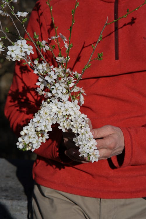 Close-up of a Man Holding Branches of Cherry Blossom 
