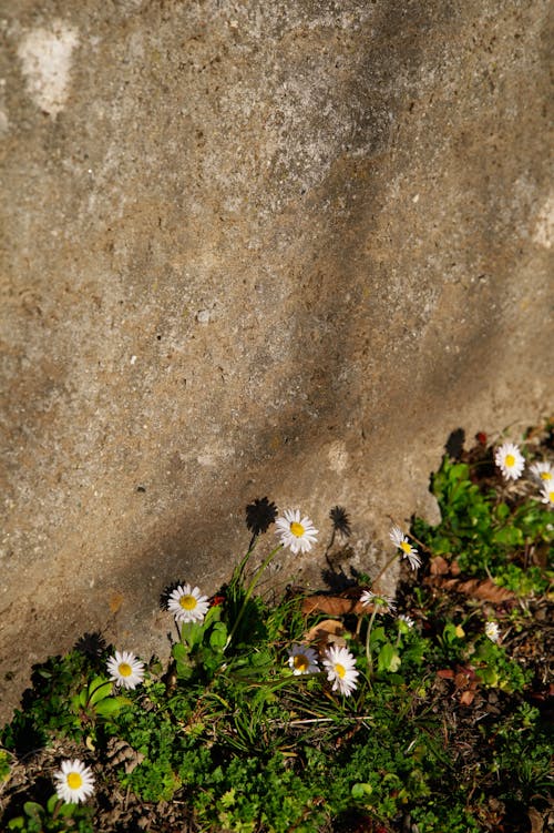 Flowers under the Wall