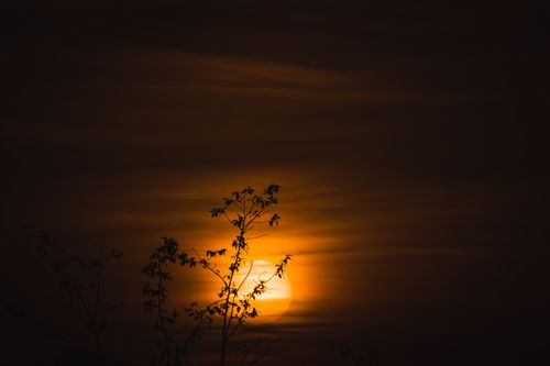 Free Silhouettes of branches stand against a vibrant, orange sunset, creating a striking natural scene. Stock Photo