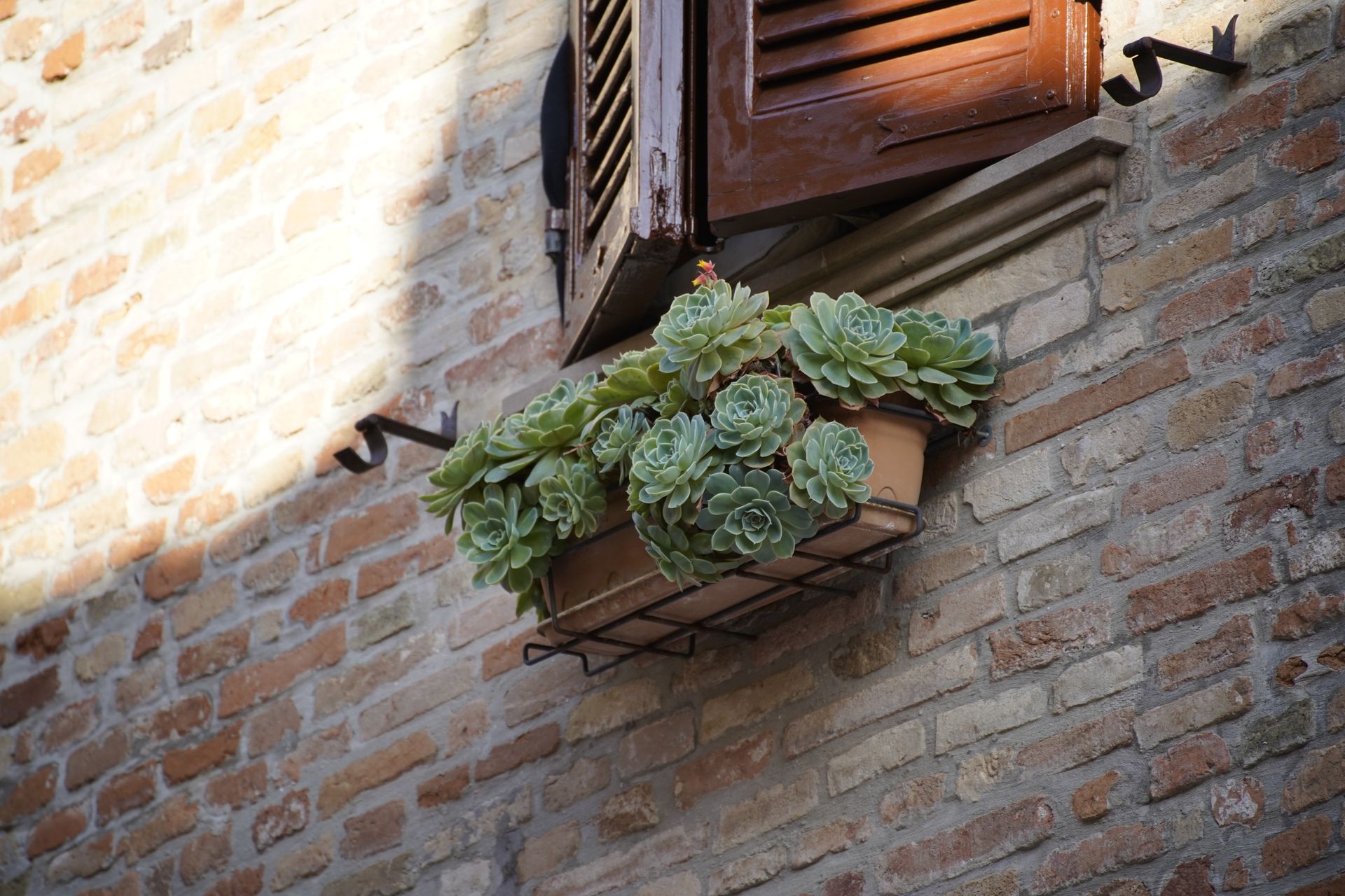 Vibrant succulent planters on a rustic brick wall beneath a wooden shutter, captured outdoors in bright sunlight.