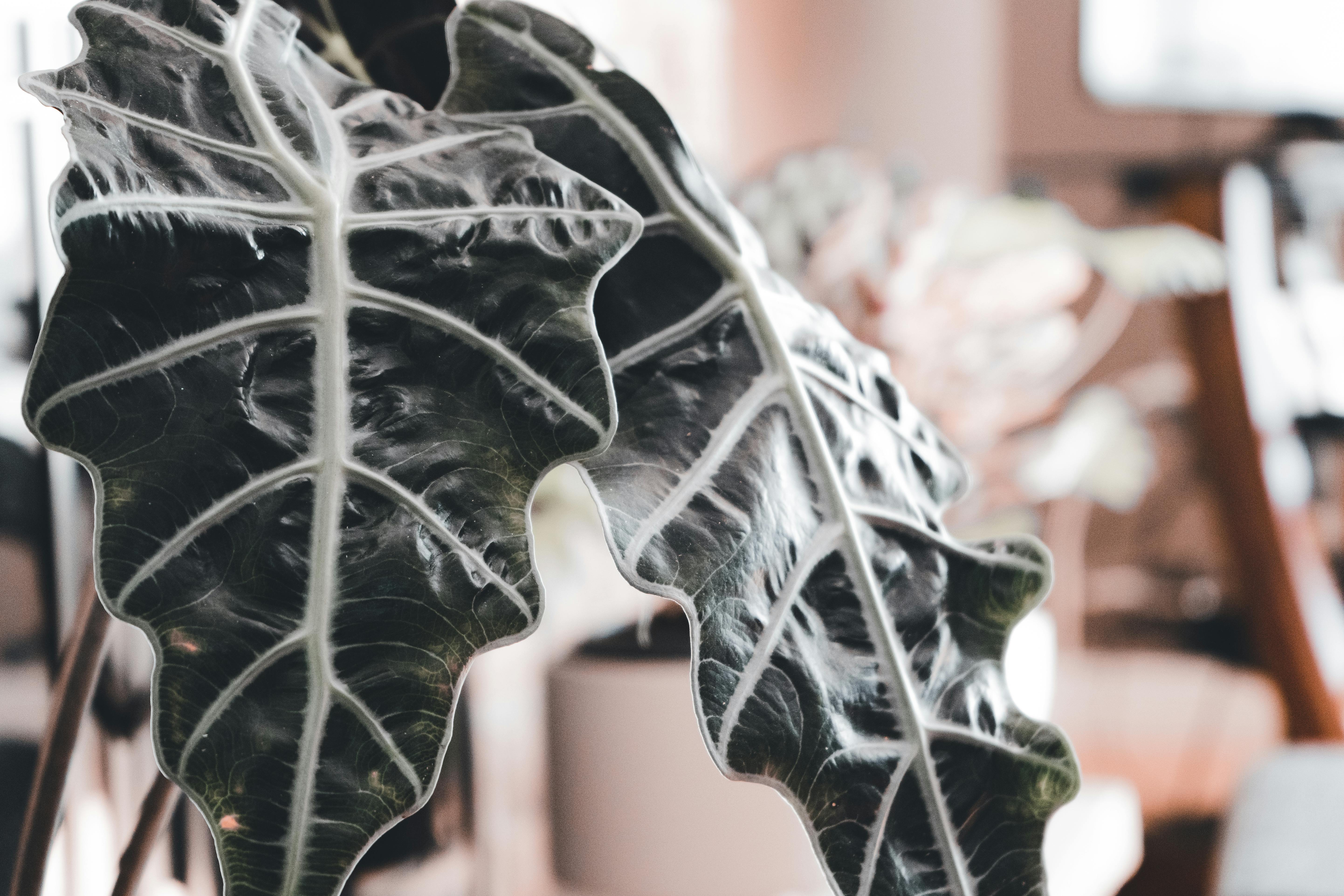 無料 アロカシア, デコレーション, トロピカルの無料の写真素材 写真素材