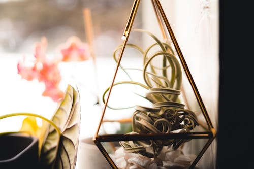 Close-up of a Houseplant in a Glass Container 