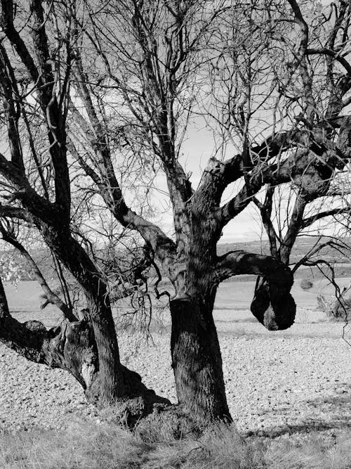 Kostenloses Stock Foto zu äste, baum, feld