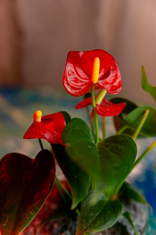 Red, Exotic Flower