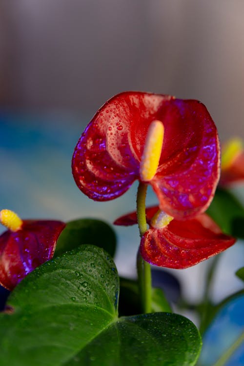 Foto profissional grátis de cor, delicado, flor